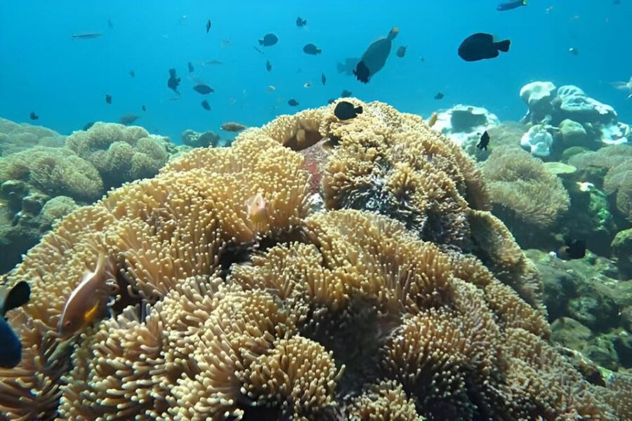 Nusa Penida: Snorkeling Tour With Hotel Transfer From Bali