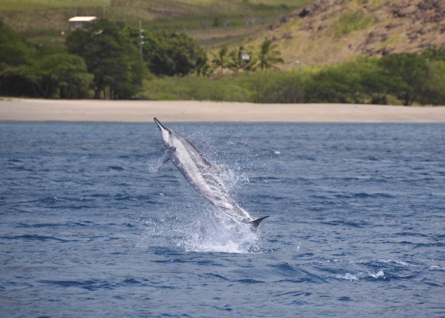 Oahu: Dolphin Swim and Turtle Snorkel Excursion in Waianae
