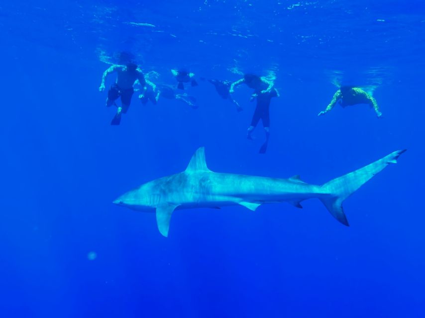 2 Best Tours In Haleiwa