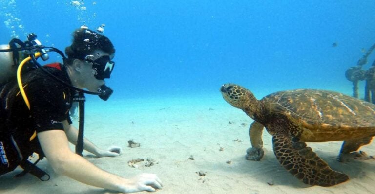 Oahu: Scuba Diving Lesson for Beginners