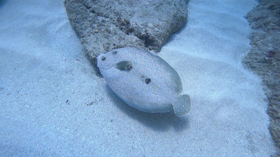 Oahu: Try Scuba Diving From Shore