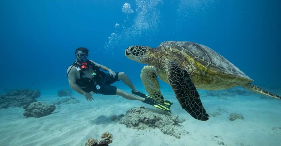 Oahu: Waikiki Discovery Scuba Diving for Beginners