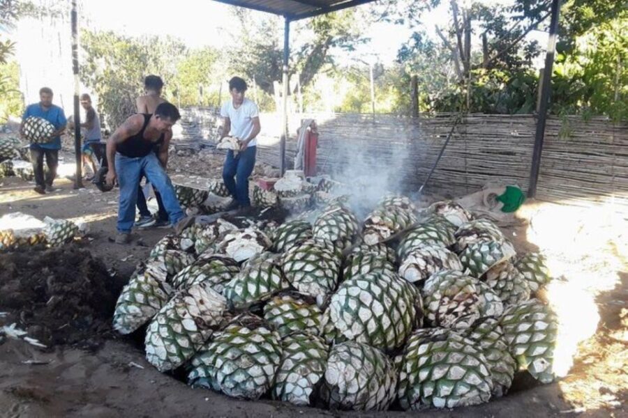 Oaxaca: Ancestral Mezcal Tasting in Ocotlan Valley - Pricing and Booking Details