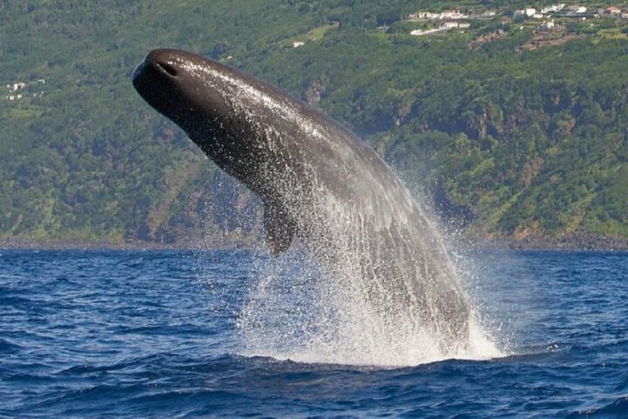 2 Best Dolphin Watching Tours In Pico Island