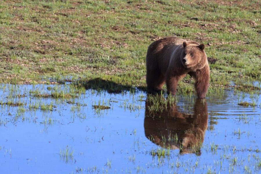 3 Best National Park Tours In Yellowstone National Park