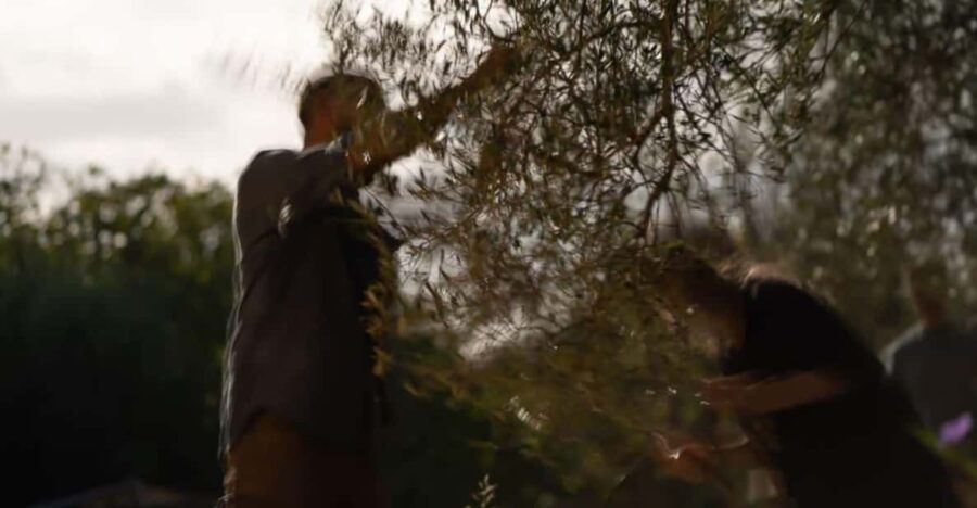 Olive Oil Evening A Journey of Taste, Tradition and Horses - Immerse in Cretan Countryside