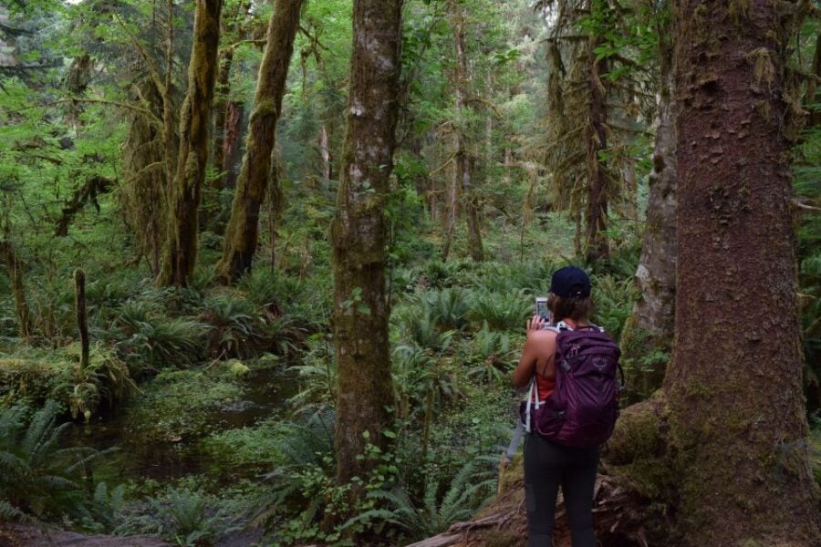 Olympic National Park: Hoh Rain Forest and Rialto Beach Tour