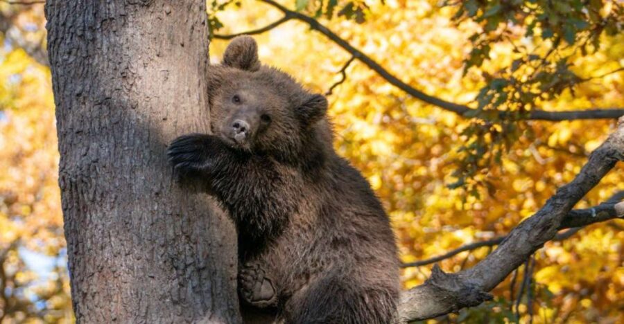 One Day Trip Bear Sanctuary, Dracula Castle, Rasnov Fortress