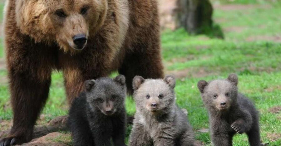 One Day Trip Bear Sanctuary, Dracula Castle - Trip Overview