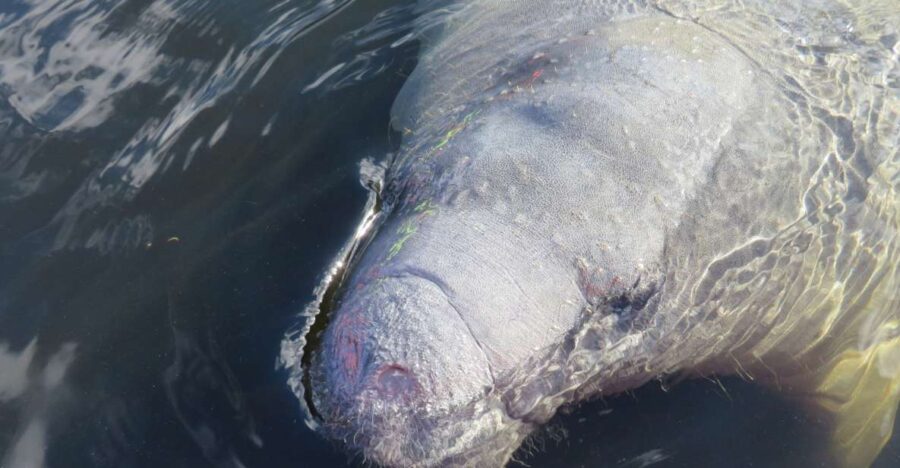Orlando: Small Group Manatee Discovery Kayak Tour