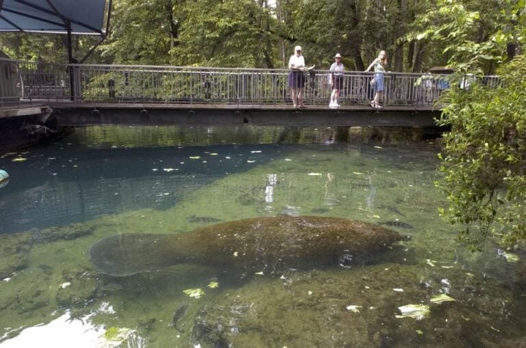 Orlando: Swim With Manatees and Homosassa State Park Visit