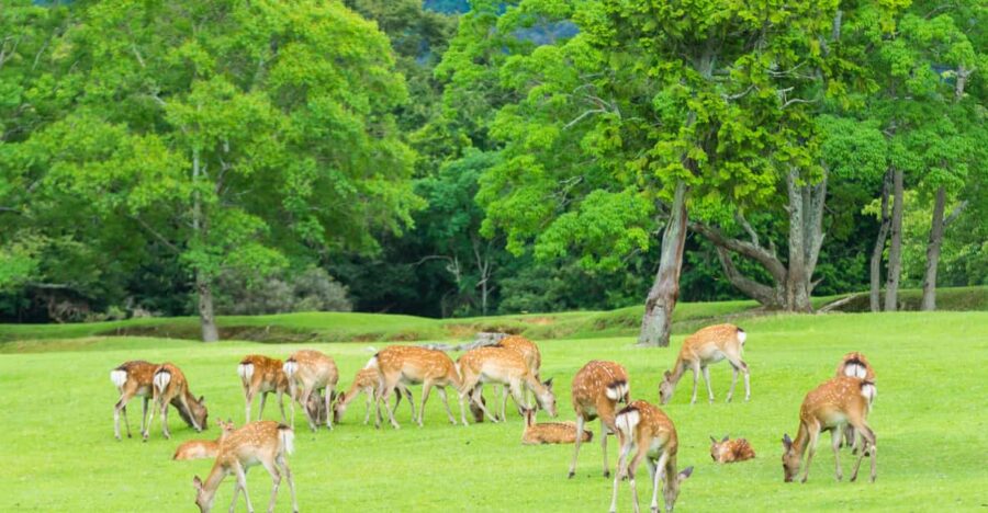 Osaka: Kyoto World Heritage & Nara Cute Deer 1-Day Bus Tour