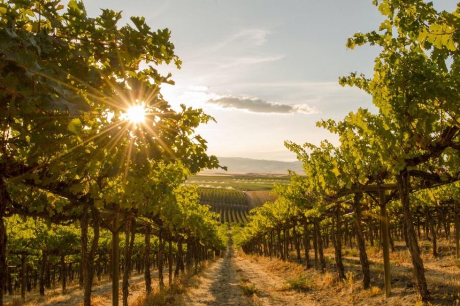 Osoyoos: Osoyoos Full Day Guided Wine Tour