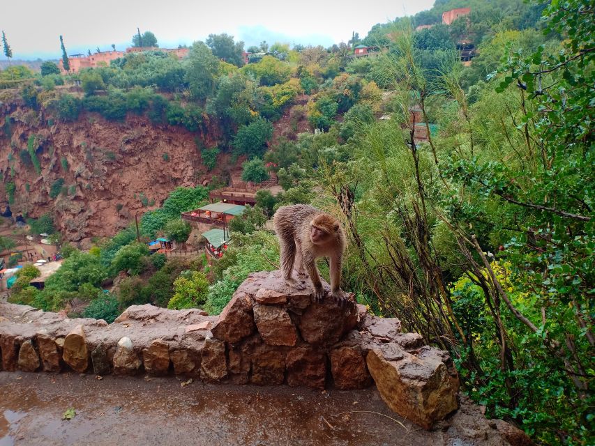 Ouzoud Waterfalls Day Trip