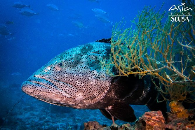 PADI Advanced Open Water Diver Course in Koh Phangan