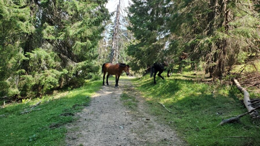 Padis: a Hike or Bike Ride to the Heart of Apuseni