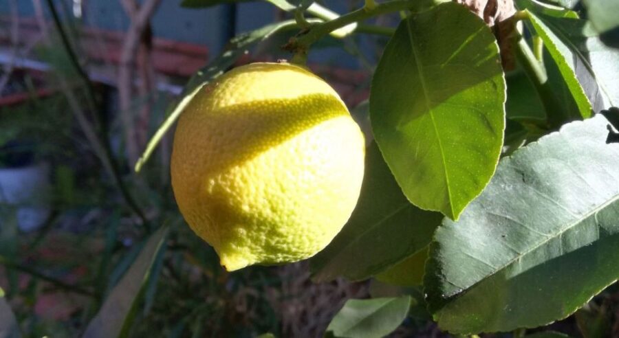 Palermo: Cooking and Limoncello Class - Activity Overview