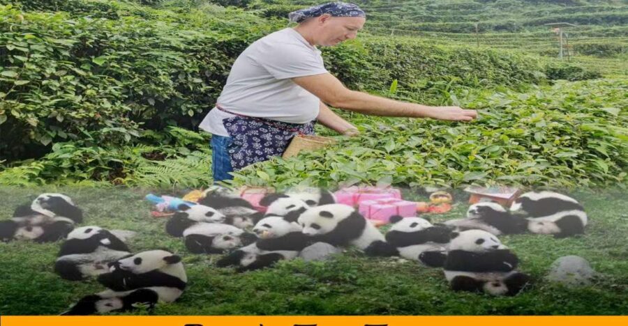 Panda and Green Tea Making Tour