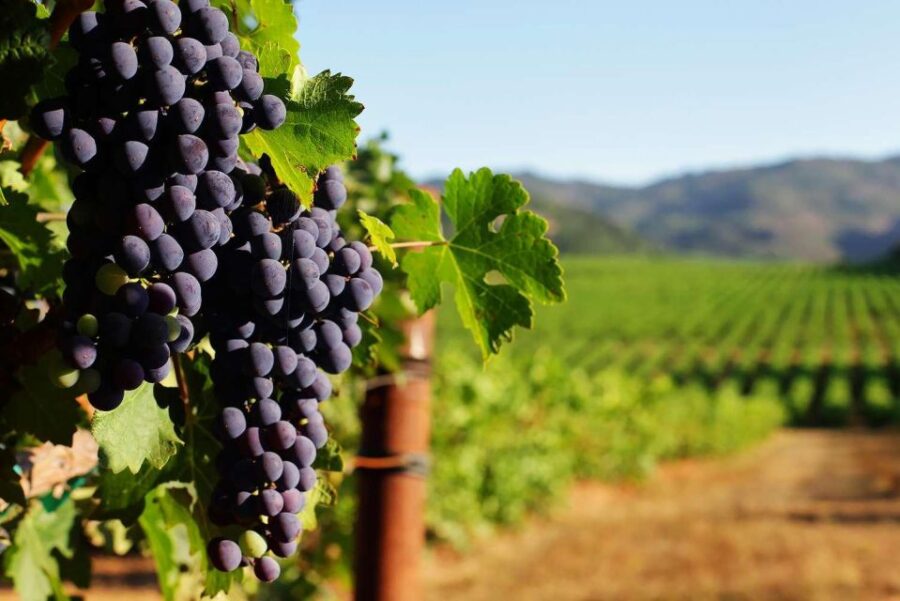 Parma: Cheese, Ham, & Wineyard Tour With Tastings