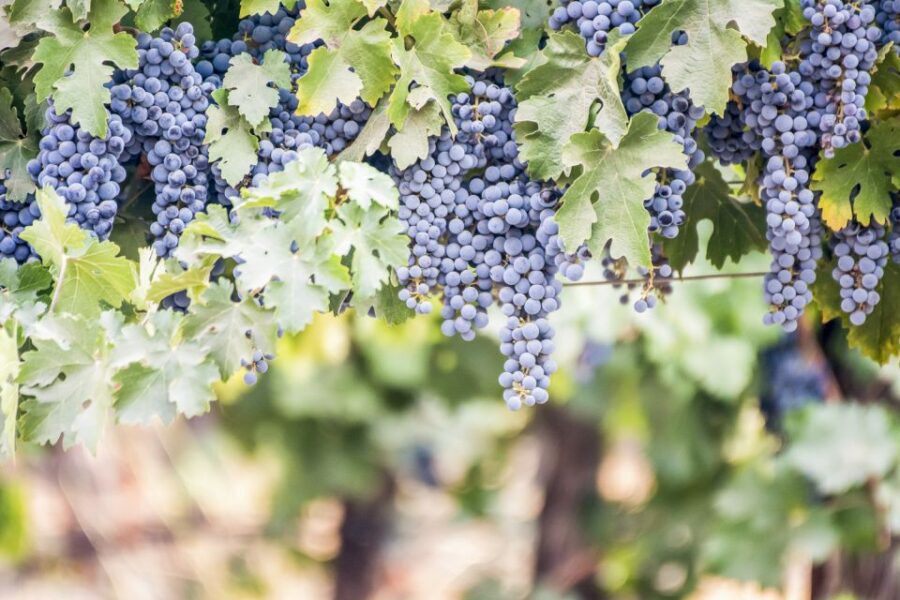 Paso Robles: All-Inclusive Wine Tasting Tour With Lunch