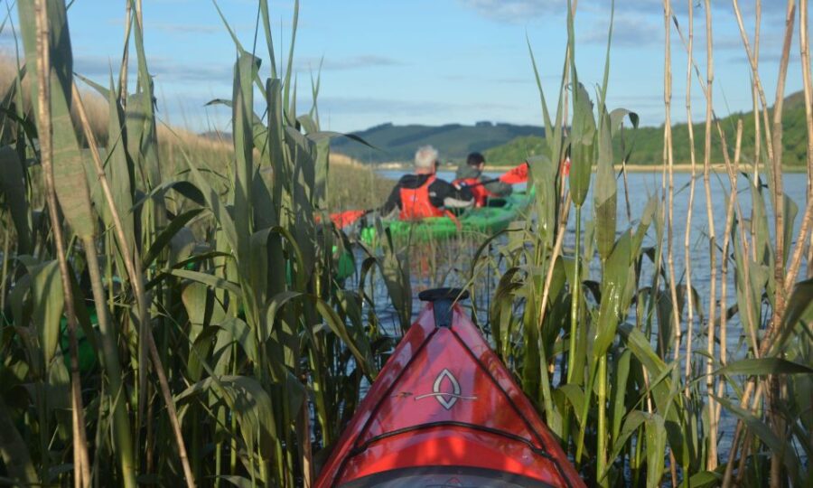 Perth: Willowgate to Newburgh Guided Kayaking Tour