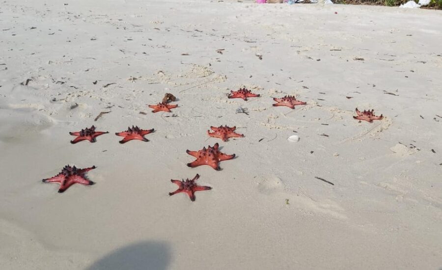 Phu Quoc North and South Island 1-Day Adventure - Tour Overview and Pricing