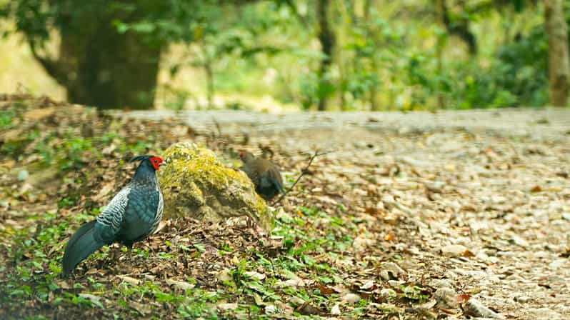 Phulchowki Bird Watching Day Hiking