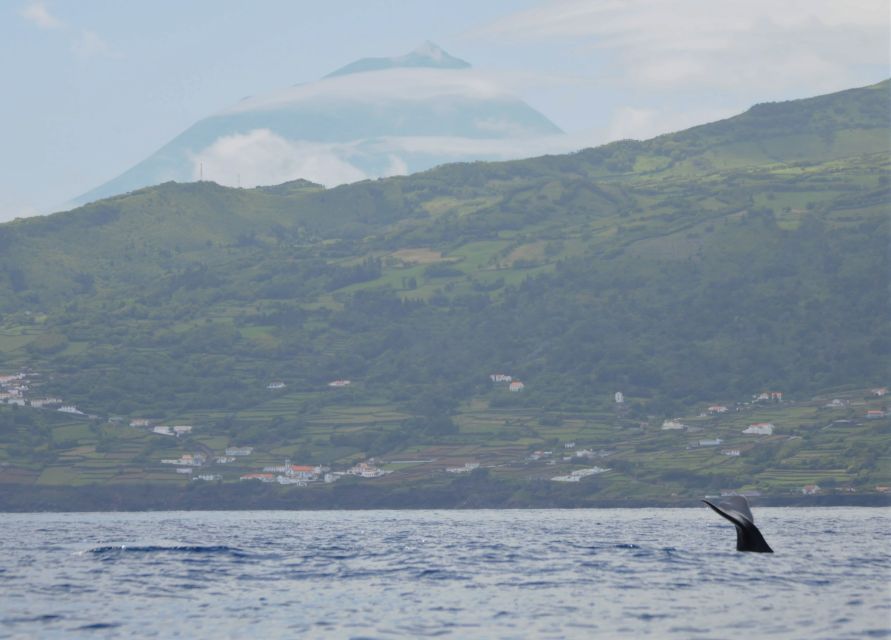 Pico Island: Whale Watching Experience From Lajes