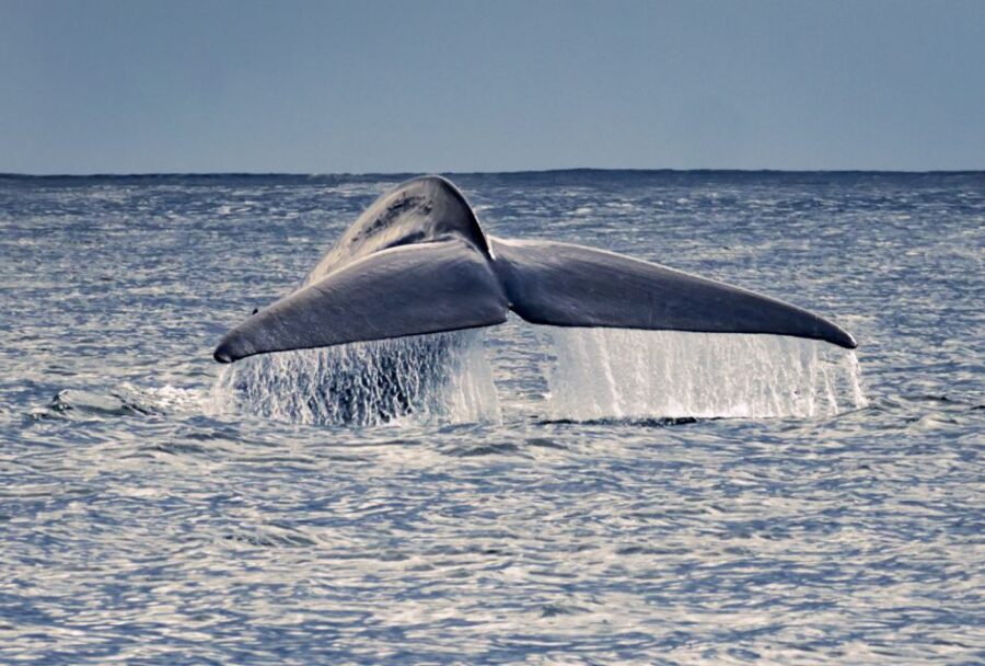 Pico Island: Whale Watching Experience From Lajes