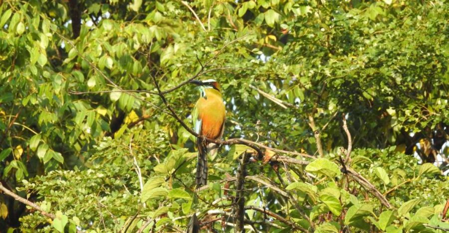 Playa Del Carmen: Guided Birdwatching Hike