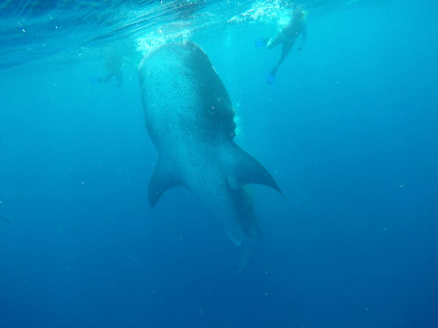 Playa Del Carmen: Whale Shark Tour - Tour Overview and Pricing