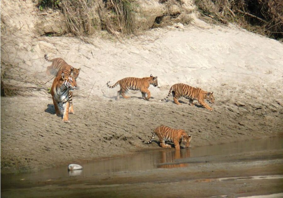 Pokhara: 1 Night 2 Day Chitwan Safari Tour
