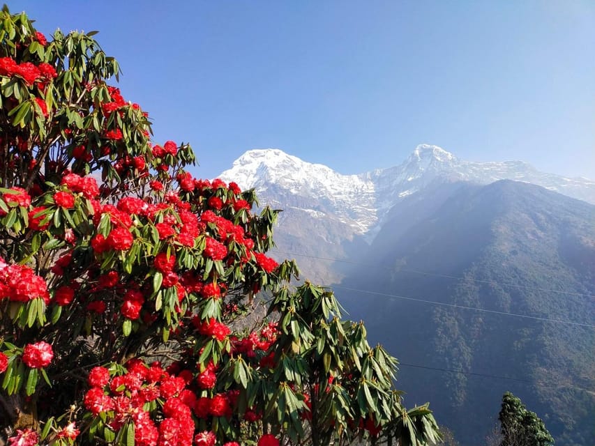 Pokhara: 3-Day Australian Camp, Dhampus, Ghandruk Trek …