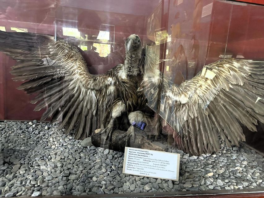 Pokhara Delights and Pumdikot Peak: Hike, Cave, and Museums - Tour Overview and Pricing