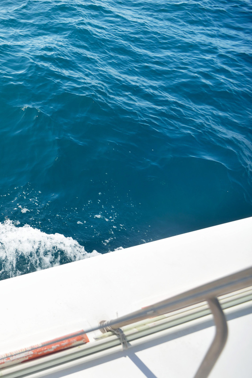 Pollença: Dolphin Watching Boat Excursion