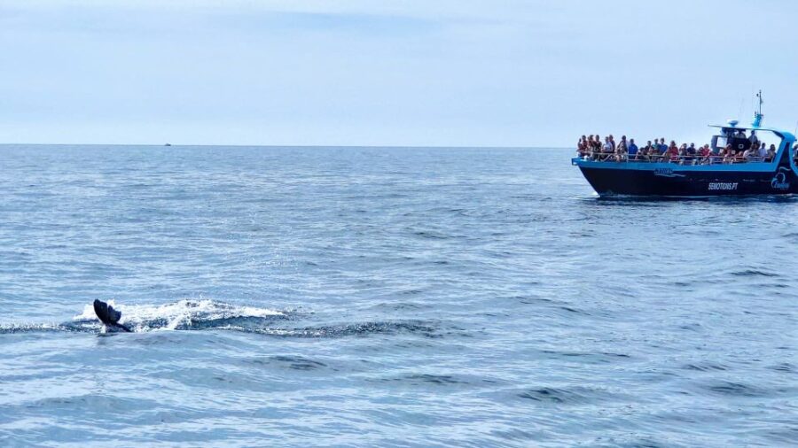 Portimão: Benagil Caves & Dolphin Watching With Biologist