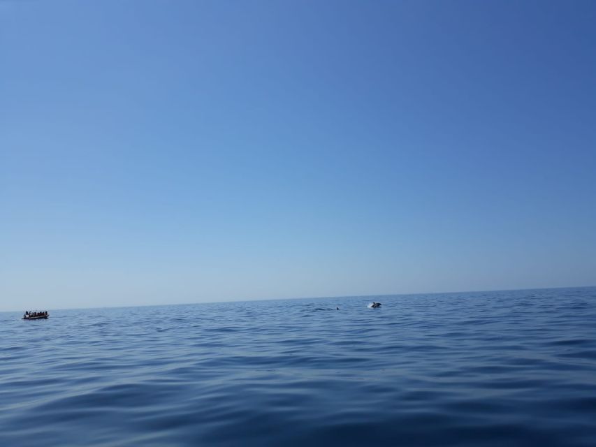 Portimão: Dolphin Watching on the Algarve Coast