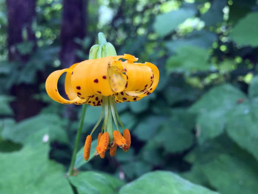 Portland: Silver Falls Hike - Tour Overview