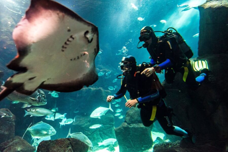 Porto Moniz: Diving With Sharks and Rays in Madeira Aquarium