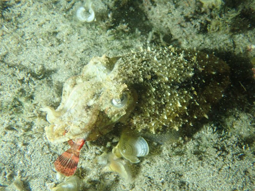 Porto Santo: Private Night Snorkeling Tour - Tour Overview