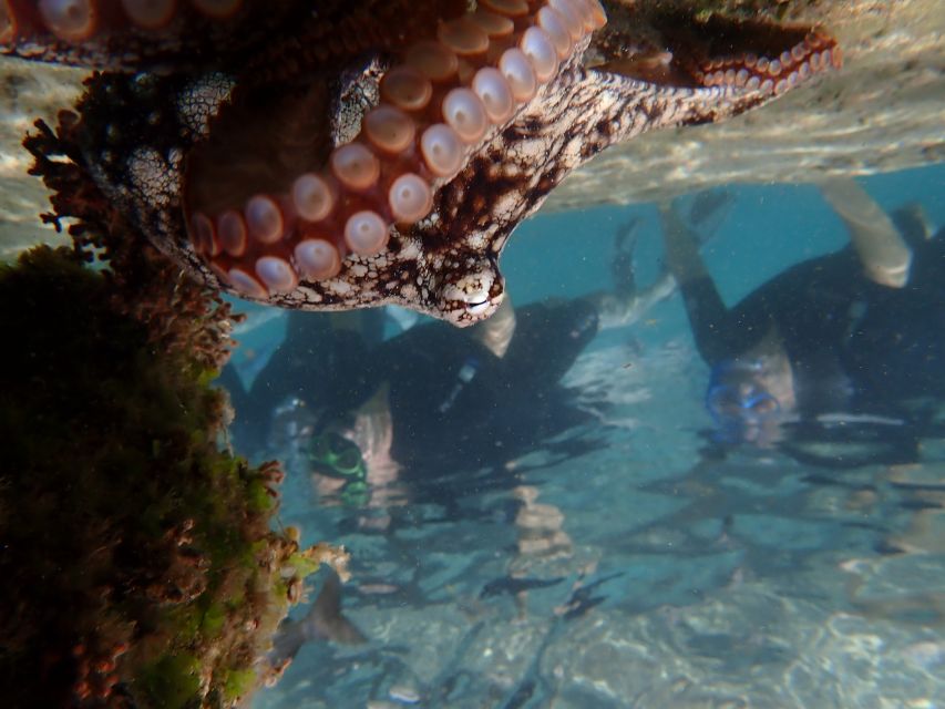 Porto Santo: Snorkeling Tour - Tour Overview