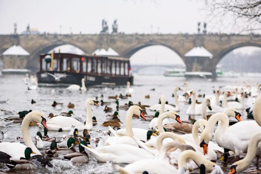 Prague: 1.5-Hour River Boat Cruise and Guided Tour