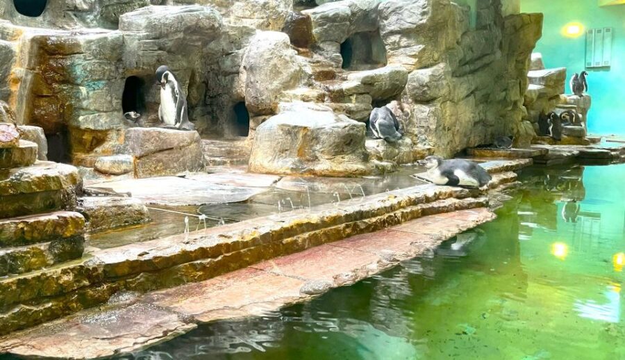 Prague Zoo Online Audio Guide (No Ticket)