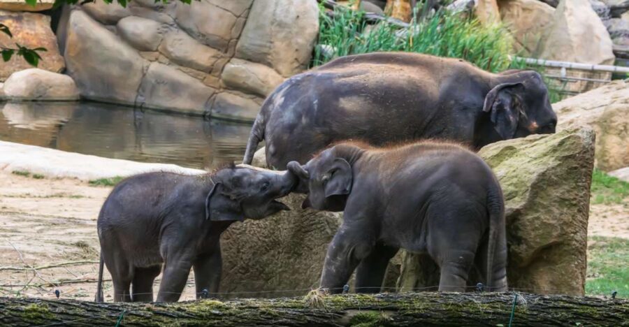 Prague Zoo Skip-the-line Tickets and Private Transfers