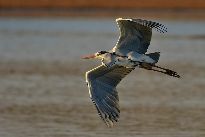 2 Best Safari Tours In Skukuza