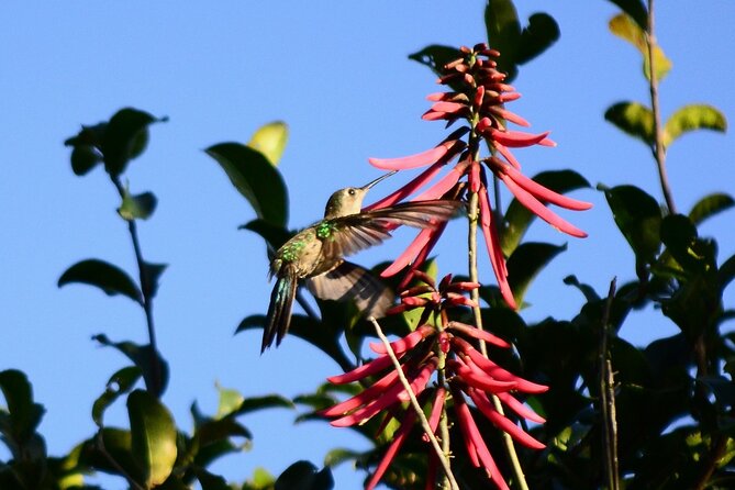 Private Birdwatching Tour in Sian Kaan Muyil