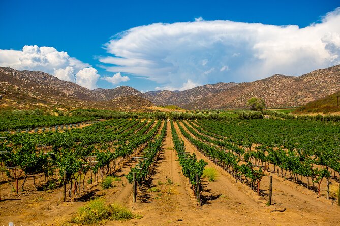 Private Boutique Wine Tour in Valle De Guadalupe