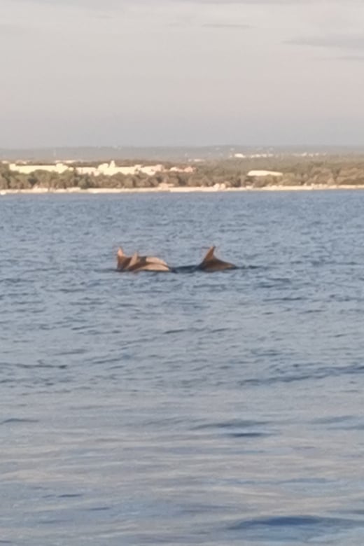 7 Best Dolphin Watching Tours In Vrsar