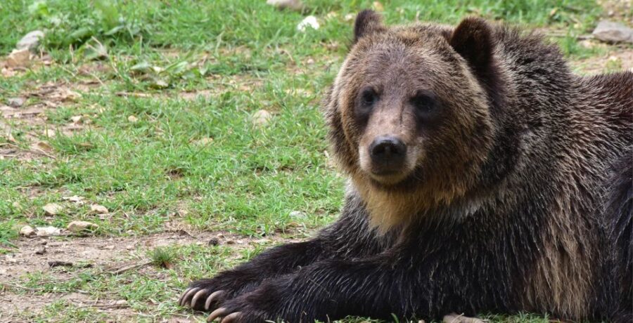 Private Guided Tour Draculas Castle & Bear Sanctuary