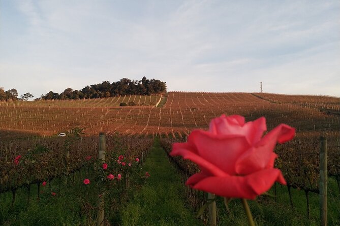 Private Tour to Serra Gaucha Wineries With Tasting